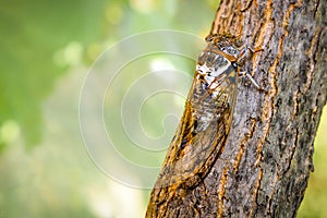Cicadidae insect. Singing cicada. Cicadidae on the tree trunk. Flora of Europe. Little cicadidae. Macro close up. Insect photo