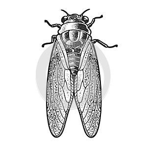 Cicadidae insect sketch vector illustration