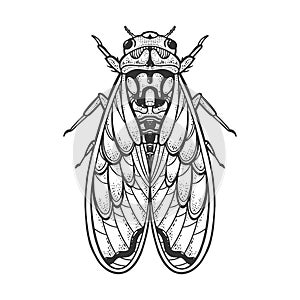 Cicadidae insect sketch vector illustration photo