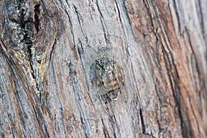 Cicadoidea also known as Cicada bug