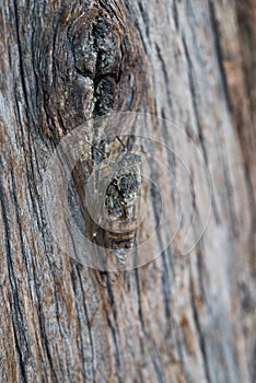 Cicadoidea also known as Cicada bug