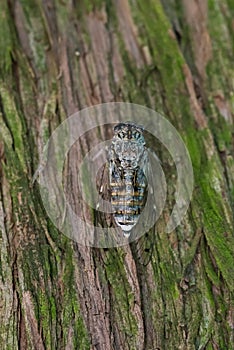 Cicadoidea also known as Cicada bug