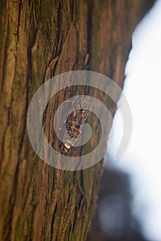 Cicadoidea also known as Cicada bug