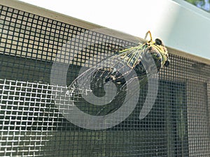 Cicadoidea cicada on a window on a sunny summer day