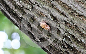Cicadoidea, cicadas shell hanging from our tree