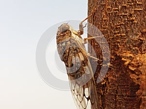 Cicadomorpha