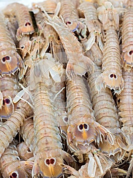 Cicale di mare - Small European locust lobsters