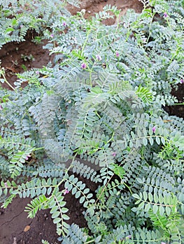 Cicer arietinum fresh plants in bloom, chickpeas ripening in the field, Green pods of chickpeas grow on a plant