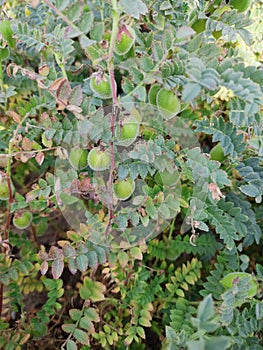 Cicer arietinum fresh plants in bloom, chickpeas ripening in the field, Green pods of chickpeas grow on a plant