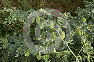 Cicer arietinum plant with fruits