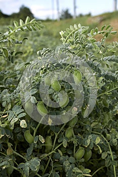 Cicer arietinum plant with fruits