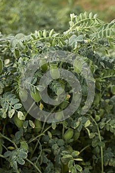 Cicer arietinum plant with fruits