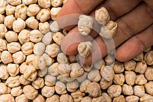 Chickpeas. Person with grains in hand. Macro. Whole food. photo