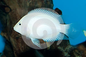 Cichlasoma Albino Convict Cichlid in Aquarium photo