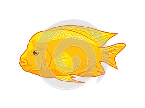 Cichlasoma citrinellum. Icon vector illustration of tropical fish on white background, aquarium animals in flat style photo