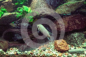 Cichlasoma nigrofasciatum alba, convict cichlids swimming