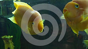 Cichlasoma parrot Aquarium fish