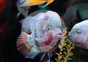 Cichlasoma salvini fish