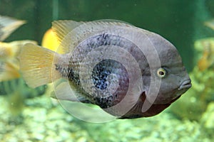 Cichlasoma salvini fish photo