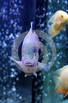 Cichlasoma salvini fish photo