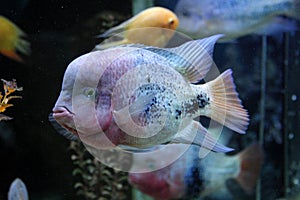 Cichlasoma salvini fish photo