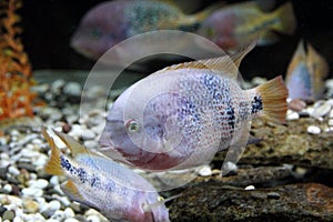 Cichlasoma salvini fish photo