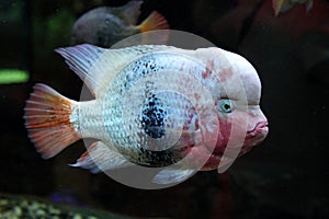 Cichlasoma salvini fish photo