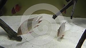 Cichlasoma underwater full HD video