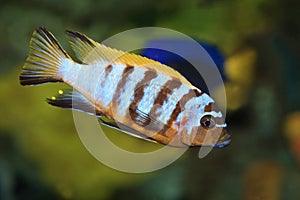 cichlid