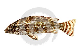 Cichlid Aquarium fish Nimbochromis linni lake Malawi photo