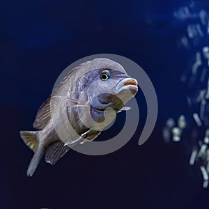 Cichlid aquarium fish underwater. One blue Haplochromis moorii exotic aquarium fish swims in water