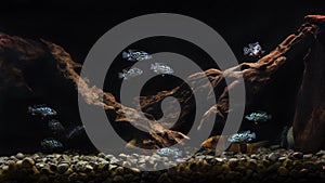 Group of electric blue jack dempsey cichlid fish in tank. Aquarium set up photo