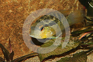 Cichlid (Bujurquina spec.)
