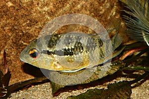 Cichlid (Bujurquina spec.)