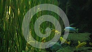 Cichlid or Cichlidae blue tropical fish in aquarium.