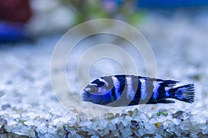 Cichlid or Cichlidae blue tropical fish in aquarium. African Cichlid endemic to Malawi in blue tropical fish Cichlidae family. Co photo