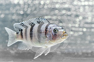 Cichlid fish