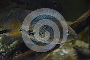 Cichlid fish