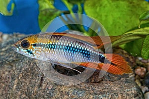 Cichlid fish Apistogramma agassizii in a aquarium