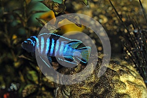 Cichlid fish in aquarium