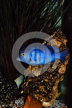 Cichlid fish in aquarium