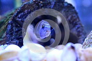 Cichlid Fish in aquarium. Scientific Name: Pseudotropheus Demasoni