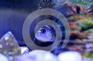 Cichlid Fish in aquarium. Scientific Name: Pseudotropheus Demasoni