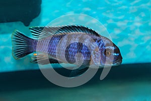 Cichlid fish blue