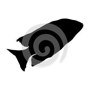Cichlid Fish Cichlidae Silhouette Vector Found In Map Of Africa