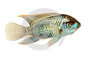 Cichlid fish ELECTRIC BLUE ACARA Aquarium Fish Aequidens pulcher