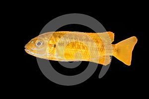 Cichlid fish Melanochromis sp. on a black background