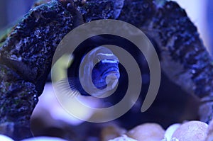 Cichlid Fish in aquarium. Scientific Name: Pseudotropheus Demasoni