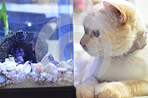 Cichlid Fish, Scientific Name: Pseudotropheus Demasoni. Cat and fish close up. Kitten watching the bluefish inside the aquarium