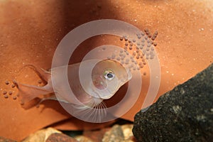 Cichlid guards a caviars in the aquarium